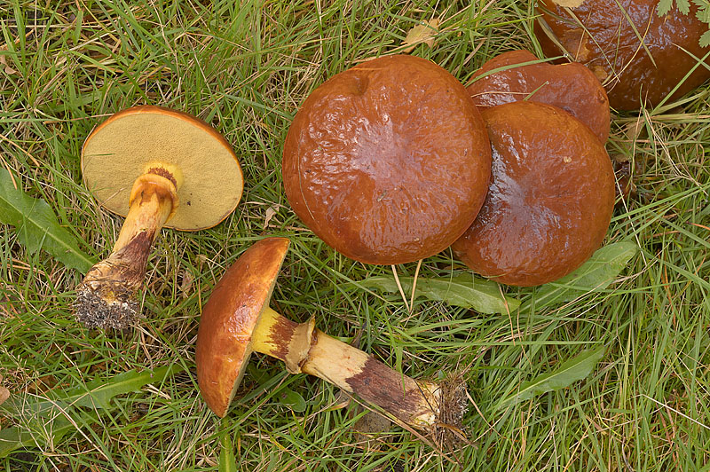 Suillus luteus